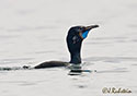 Phalacrocorax penicillatus